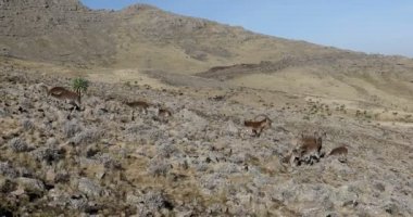 Simien Dağları Etiyopya 'da nadir görülen Walia dağ keçisi