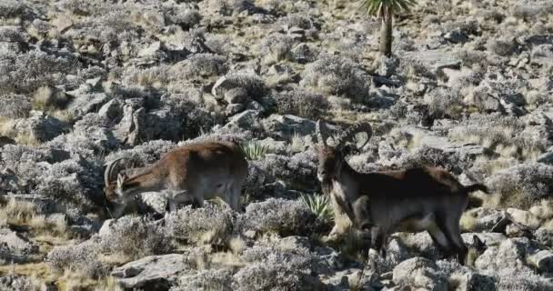 Σπάνια Walia ibex στα βουνά Simien Αιθιοπία — Αρχείο Βίντεο