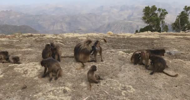 Gelada endémica na montanha Simien, Etiópia — Vídeo de Stock