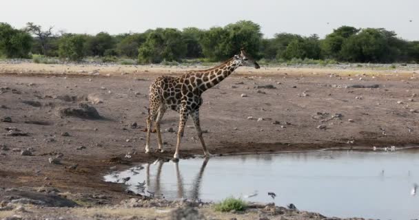 Жираф на Этоше, сафари в Намибии — стоковое видео