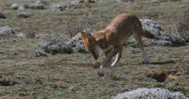 Etiyopya kurdu, köpek simenizi, Etiyopya