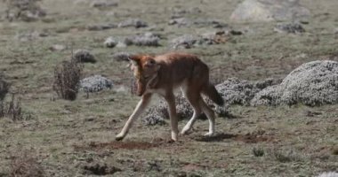 Etiyopya kurdu, köpek simenizi, Etiyopya