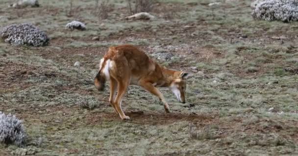 Lupo etiope, Canis simensis, Etiopia — Video Stock