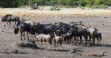 Vahşi Mavi Antilop Gnu Etosha, Namibya Afrika vahşi yaşam safarisine gider. Tipik Afrika manzarası..