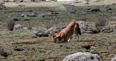 Nadir ve endemik Etiyopya kurdu, Canis simensis, doğa habitat avlar. Bale dağlarında Sanetti Platosu, Afrika Etiyopya yaban hayatı. Etiyopya'da sadece 440 kurt hayatta kaldı.