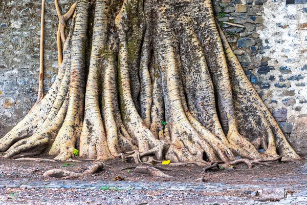 Groviglio di radici massicce — Foto Stock