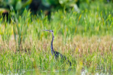 Herdea Humbloti, Madagaskar Vahşi Hayatı