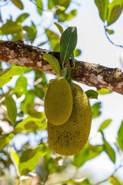 Jackfruit, Artocarpus Heterophyllus, Madagascar — Stock Photo, Image