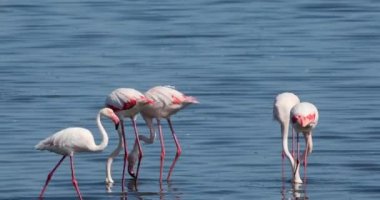 Güzel kuş Rosy Flamingo sahildeki çamurda besleniyor. Walvis Körfezi bölgesindeki çok büyük bir koloni. Namibya, Afrika Safari vahşi yaşamı.
