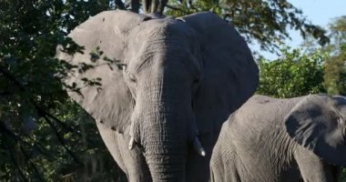 Moremi oyun parkında doğal yaşam alanında beslenen görkemli Afrika Fili Botsvana safarisi vahşi yaşam