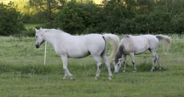 Beyaz at çayırlarda otluyor. Çiftlikte, kırsal alanda.