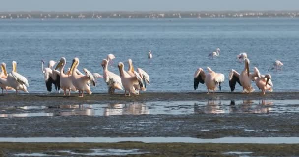 Kolonia Różowego Pelikana Różowego Flaminga Zatoce Walvis Namibia — Wideo stockowe