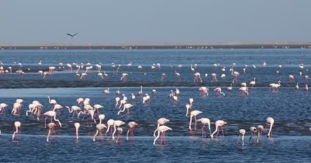 Beautiful Bird Rosy Flamingo Feeds Mud Shore Very Big Colony — Stock Video