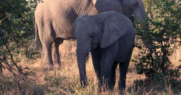 Lindo Bebé Elefante Africano Alimentándose Hierba Hábitat Natural Reserva Caza — Vídeos de Stock