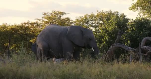 Majestuoso Elefante Africano Alimentándose Hábitat Natural Reserva Caza Moremi Botswana — Vídeos de Stock