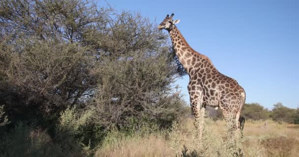 Hermosa Jirafa Sudafricana Alimentándose Acacia Arbusto Africano Moremi Reserva Caza — Vídeos de Stock