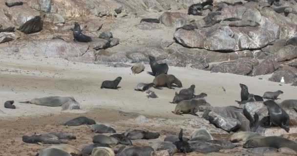 Große Kolonie Der Niedlichen Braunen Robbe Kapkreuz Namibia Afrikanische Tierwelt — Stockvideo