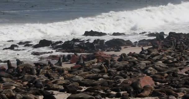 Grande Colonie Phoque Brun Mignon Cape Cross Namibie Afrique Faune — Video