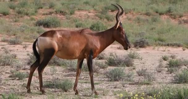 Red Hartebeest Kalahari Νότια Αφρική — Αρχείο Βίντεο