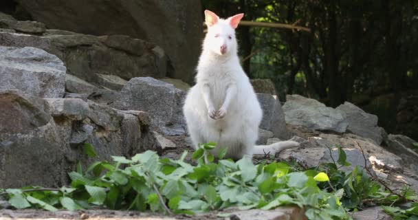 Närbild Rödhalsad Wallaby Familj Med Vit Albino Hona Känguru Macropus — Stockvideo