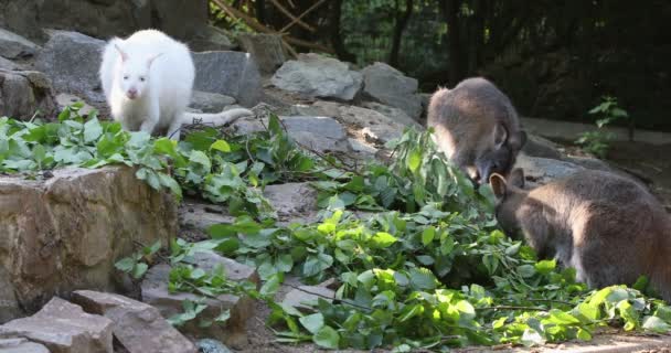 Macropus Rufogriseus 与白化病雌性红颈袋鼠 Wallaby 的亲缘关系 — 图库视频影像