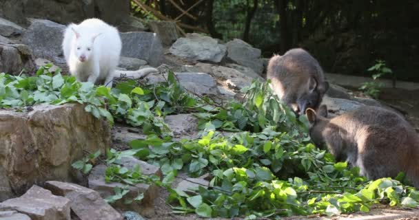 Closeup Red Necked Wallaby Family White Albino Female Kangaroo Macropus — Stock Video