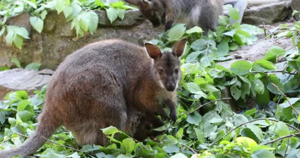 Femelle Kangourou Avec Petit Bébé Sac Mignonne Collier Rouge Wallaby — Video