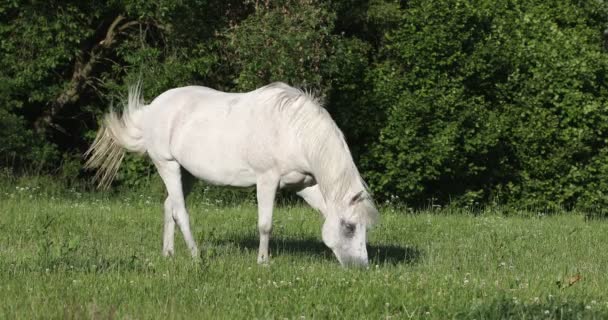 Cavalo Branco Pastando Pasto Grama Primavera Fazenda Cena Rural — Vídeo de Stock