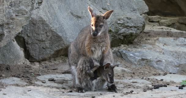 Hembra Canguro Con Pequeño Bebé Bolsa Lindo Rojo Cuello Wallaby — Vídeo de stock