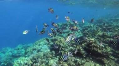 Başçavuş ederler red Sea'deki/daki Grup