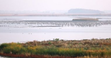 Hortobagy, Macaristan 'da yaygın turna