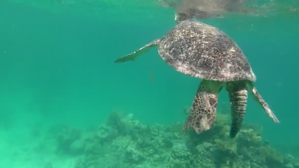 Aranyos zöld tengeri teknős (Chelonia mydas) — Stock videók