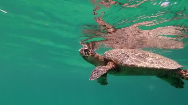 Aranyos zöld tengeri teknős (Chelonia mydas) — Stock videók