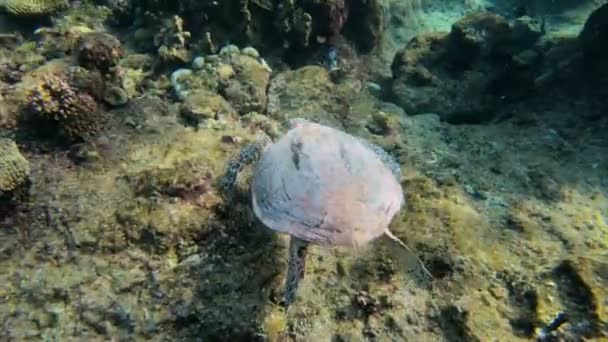 可爱的绿海龟（切利尼亚米达斯) — 图库视频影像
