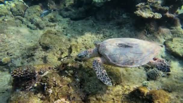 Aranyos zöld tengeri teknős (Chelonia mydas) — Stock videók