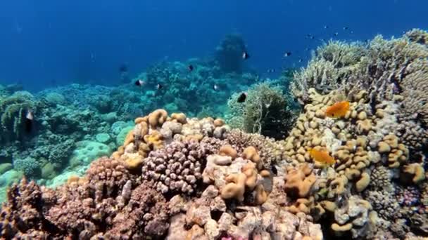 Korálů a ryb, v Rudém moři. Egypt — Stock video