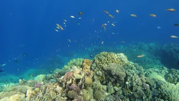 Coral y pescado en el Mar Rojo. Egipto — Vídeos de Stock