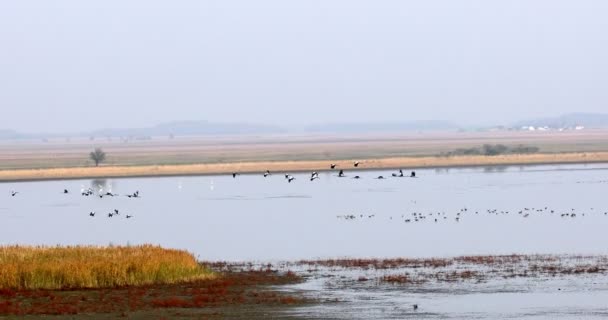Létající hejno Common Crane, Hortobagy Maďarsko — Stock video