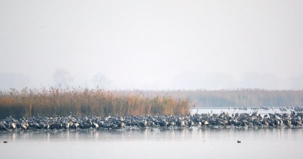 Common Crane in the Hortobagy, Hungary — стокове відео