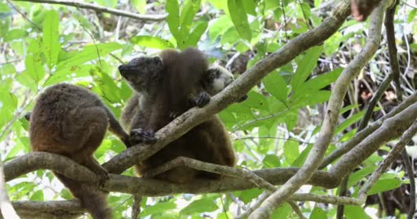 Famiglia di lemuri dalla testa bianca Madagascar fauna selvatica — Video Stock
