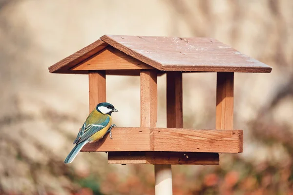 Mooie kleine vogel grote tiet op vogel feeder — Stockfoto