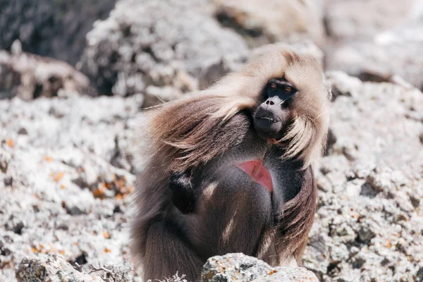 Gelada endémica en la montaña Simien, Etiopía — Foto de Stock