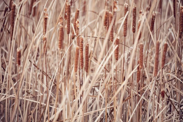 Orange reeds blowing in the wind. — Stock Photo, Image