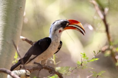 bird Von der Decken's Hornbill, Ethiopia wildlife clipart