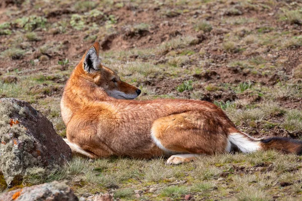 Охота на волка Эфиопии, Canis simensis, Эфиопия — стоковое фото