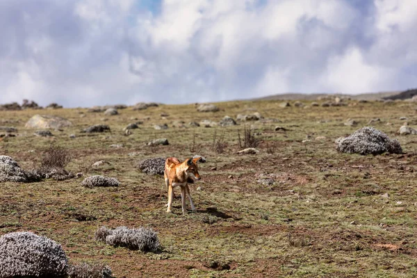 Caza de lobo etíope, Canis simensis, Etiopía — Foto de Stock