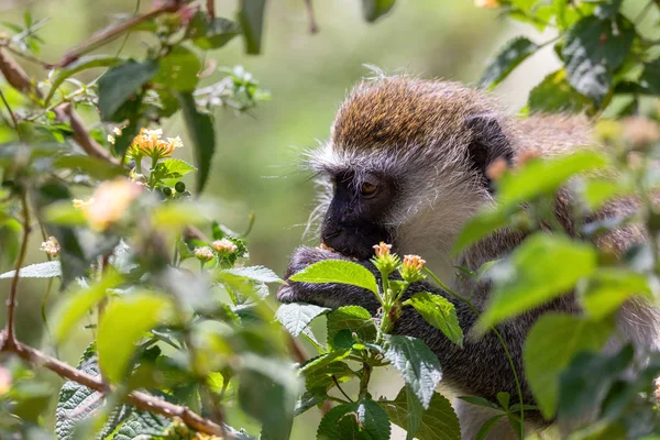 Mono vervet en Lago Chamo, Etiopía — Foto de Stock