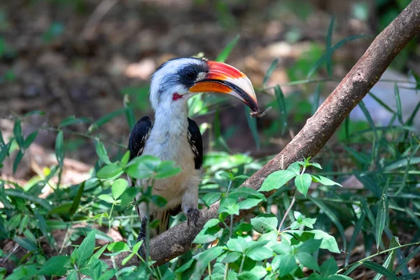 Uccello Von der Decken Hornbill, Etiopia fauna selvatica — Foto Stock