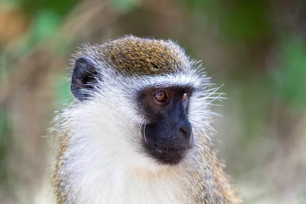 Vervet monkey in Lake Chamo, Ethiopië — Stockfoto