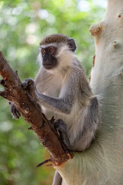 Macaco em Lago Chamo, Etiópia — Fotografia de Stock